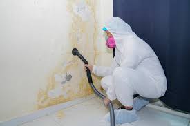 Best Mold Damage Restoration  in Denton, MD